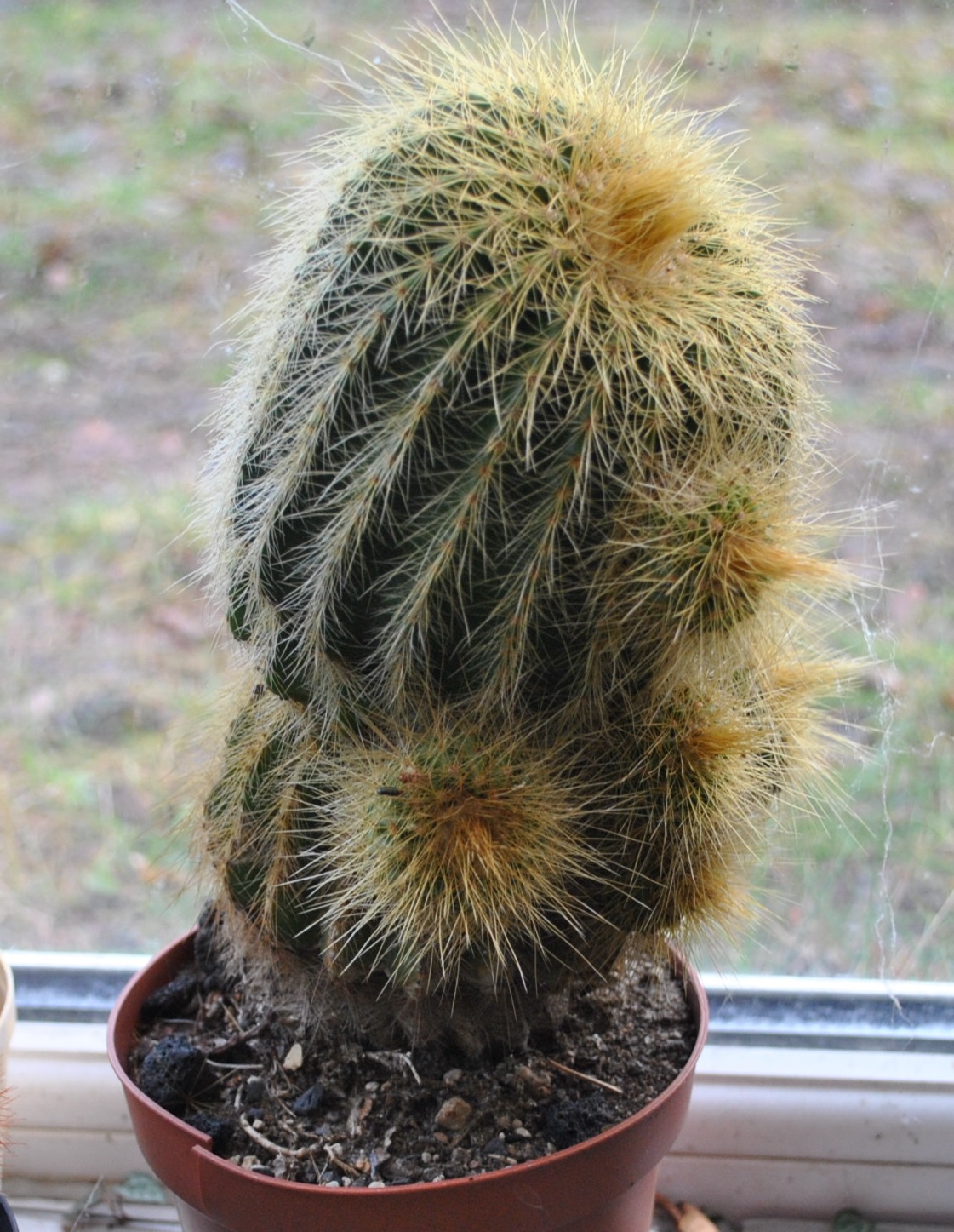 eriocactus schumannianus